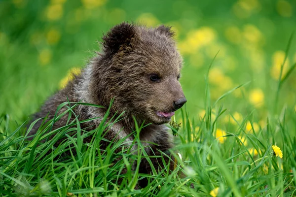 黄色の花を持つ牧草地で若い茶色のクマの子を閉じます 自然の生息地で野生動物 — ストック写真