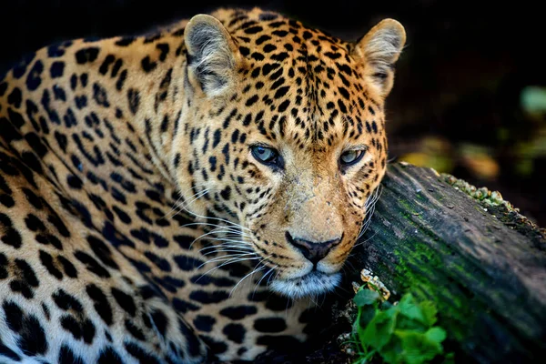 Leopardo Animal Selvagem Habitat Natural Gato Grande Floresta — Fotografia de Stock