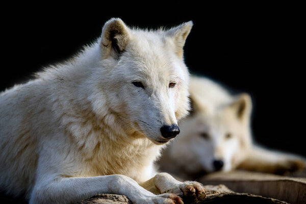 Close up two white arctic wolf on black background. Danger animal in nature habitat