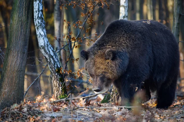 Divoký Medvěd Hnědý Ursus Arctos Podzimním Lese Zvíře Přírodním Prostředí — Stock fotografie