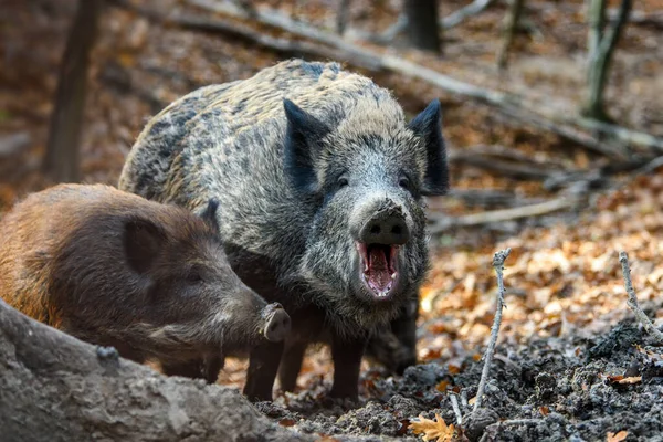 Zwei Wildschweine Herbstwald Schließen Tierwelt Aus Der Natur — Stockfoto