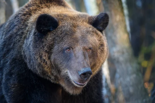 Urso Castanho Selvagem Ursus Arctos Retrato Floresta Animais Habitat Natural — Fotografia de Stock
