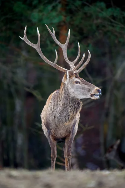 Majestätisk Kronhjort Svensexa Skogen Med Stort Horn Djur Naturen Stora — Stockfoto