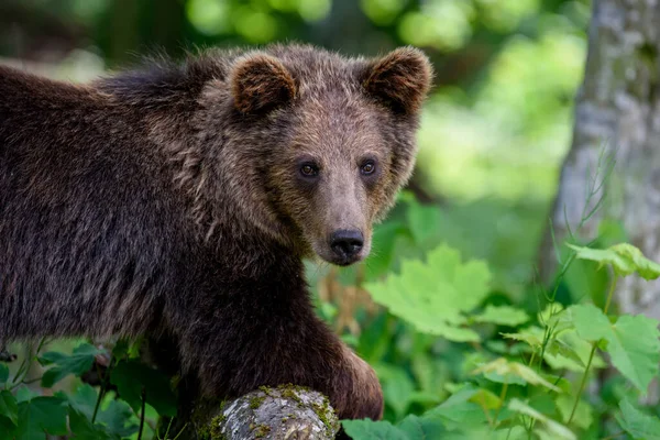 Wilde Bruine Beer Ursus Arctos Het Zomerwoud Dier Natuurlijke Habitat — Stockfoto