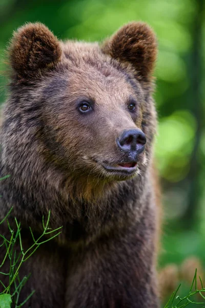 夏の森の中の野生の茶色のクマ Ursus Arctos 自然の生息地で動物 野生動物のシーン — ストック写真