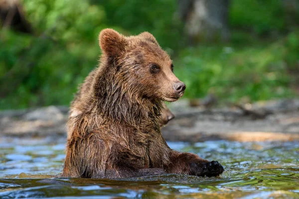 Dziki Niedźwiedź Brunatny Ursus Arctos Zabawie Stawie Lesie Zwierzęta Środowisku — Zdjęcie stockowe