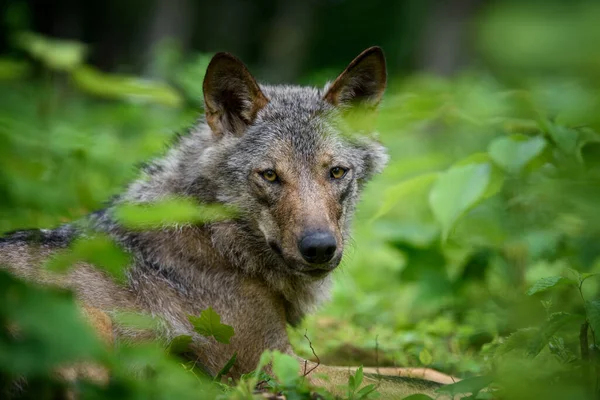 Retrato Lobo Floresta Cena Vida Selvagem Natureza Animais Selvagens Habitat — Fotografia de Stock