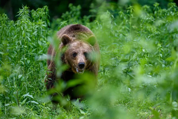 숲에는 Ursus Arctos 서식한다 서식지의 동물들 동물의 — 스톡 사진