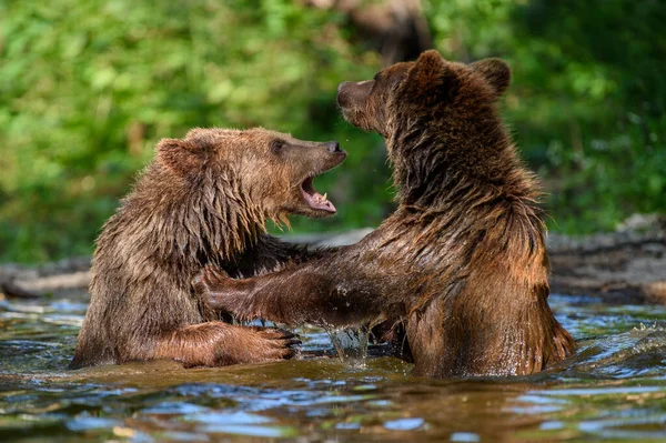 野生棕熊 Ursus Arctos 在森林的池塘里玩耍 在自然栖息地的动物 野生动物场景 — 图库照片