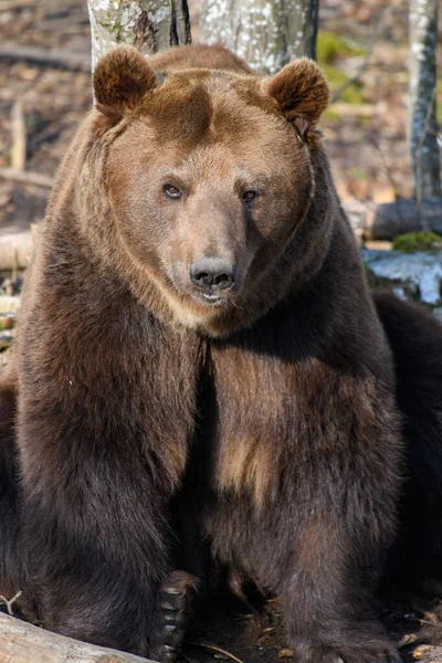 Oso Marrón Salvaje Ursus Arctos Bosque Otoño Animal Hábitat Natural — Foto de Stock