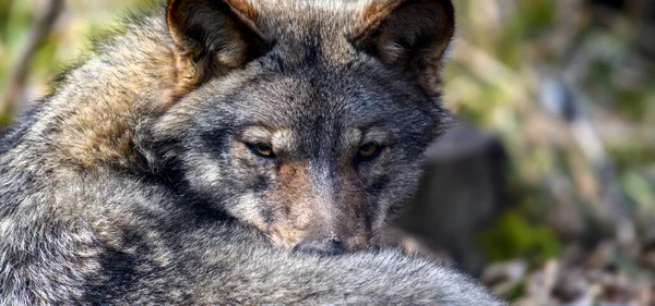 Zavřít Vlčí Portrét Lese Divoká Příroda Přírody Divoká Zvěř Přírodním — Stock fotografie