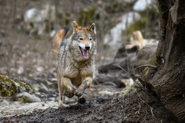 秋の森を走るオオカミ 自然からの野生動物のシーン 自然の生息地で野生動物 — ストック写真