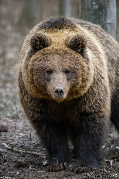 Дикий Коричневый Медведь Ursus Arctos Осеннем Лесу Животное Естественной Среде — стоковое фото