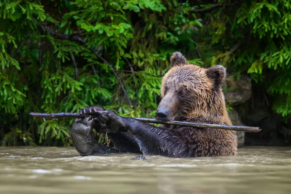 Divoký Medvěd Hnědý Ursus Arctos Hraní Rybníka Větví Lese Zvíře — Stock fotografie