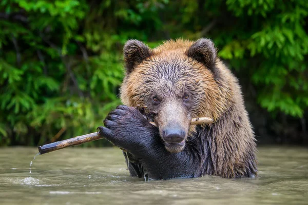 Oso Marrón Salvaje Ursus Arctos Jugando Estanque Con Rama Bosque —  Fotos de Stock