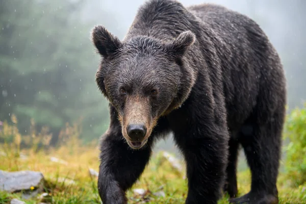Oso Marrón Salvaje Ursus Arctos Bosque Animal Hábitat Natural Vida — Foto de Stock
