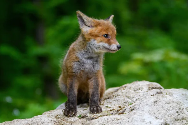 Raposa Vermelha Vulpes Vulpes Filhote Pequeno Floresta Pedra Pequenos Predadores — Fotografia de Stock