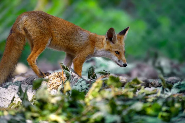 レッドフォックス 彫刻の彫刻 森の中の小さな赤ちゃん 自然環境でかわいい野生の捕食者 自然からの野生動物のシーン — ストック写真
