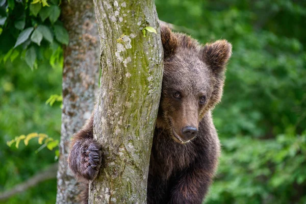 Дикий Коричневый Медведь Ursus Arctos Летнем Лесу Животное Естественной Среде — стоковое фото