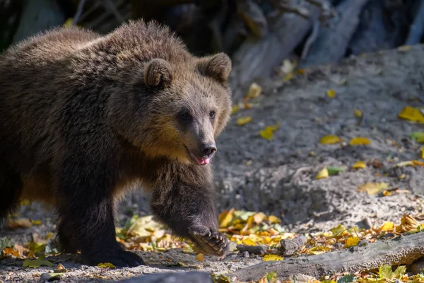 Vad Barna Medve Ursus Arctos Őszi Erdőben Állatok Természetes Élőhelyen — Stock Fotó