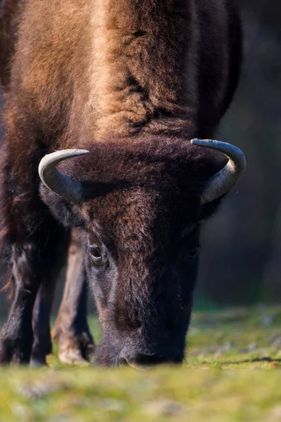 Selvaggio Bison Adulto Nella Foresta Autunnale Scena Della Fauna Selvatica — Foto Stock