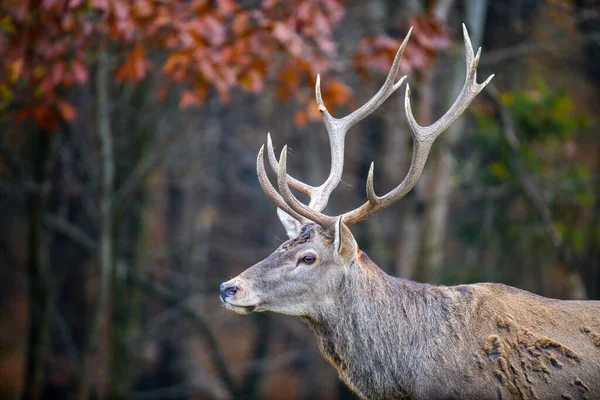 Cerf Rouge Majestueux Cerf Dans Forêt Avec Grande Corne Animal — Photo