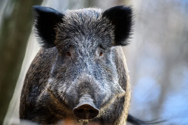 Potret Babi Hutan Jantan Musim Gugur Kehidupan Liar Adegan Dari — Stok Foto