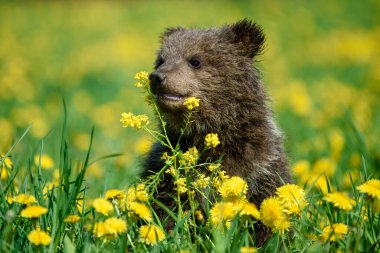 Çayırdaki sarı çiçekli yavru kahverengi ayıyı kapat. Doğadaki vahşi hayvan.