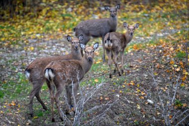Ormanda görkemli dişi geyik geyiği. Doğa habitatında bir hayvan. Büyük memeli. Vahşi yaşam sahnesi