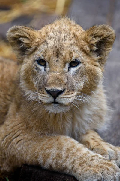 Κοντινό Πορτραίτο Λιονταριού Άγρια Ζωή Σκηνή Από Φύση Άγρια Ζώα — Φωτογραφία Αρχείου