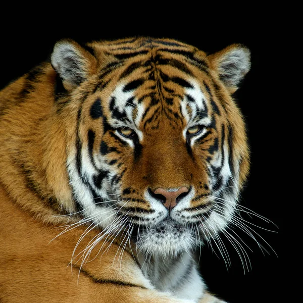 Fechar Belo Grande Tigre Irritado Retrato Isolado Fundo Preto — Fotografia de Stock