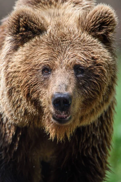 Дикий Браун Ведмідь Ursus Arctos Портрет Лісі Тварини Природному Середовищі — стокове фото