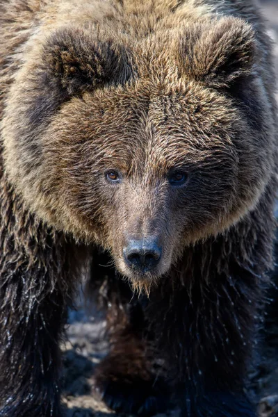 Wild Brown Bear Ursus Arctos Portret Het Bos Dier Natuurlijke — Stockfoto