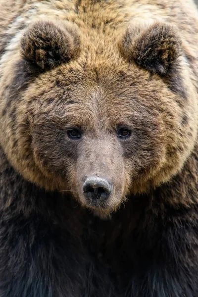 Портрет Дикого Бурого Медведя Ursus Arctos Лесу Животное Естественной Среде — стоковое фото