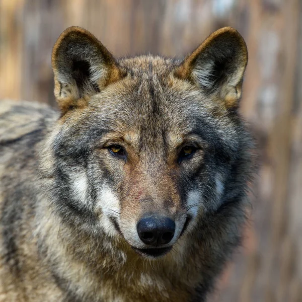 森林里的近狼肖像 大自然的野生动物场景 自然栖息地内的野生动物 — 图库照片