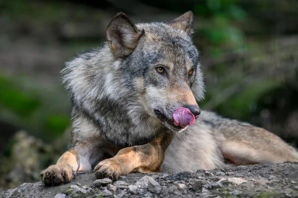 Portrait Loup Dans Forêt Scène Animalière Nature Animaux Sauvages Dans — Photo