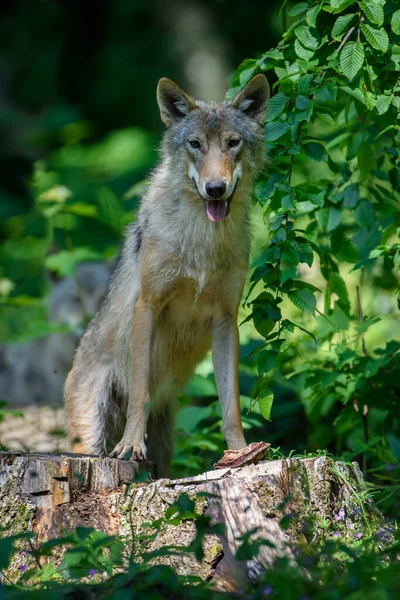 Zwei Wölfe Wald Wildszene Aus Der Natur Wildtiere Natürlichen Lebensraum — Stockfoto