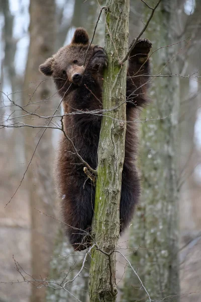 Joven Cachorro Oso Pardo Bosque Árbol Animales Salvajes Hábitat Natural — Foto de Stock