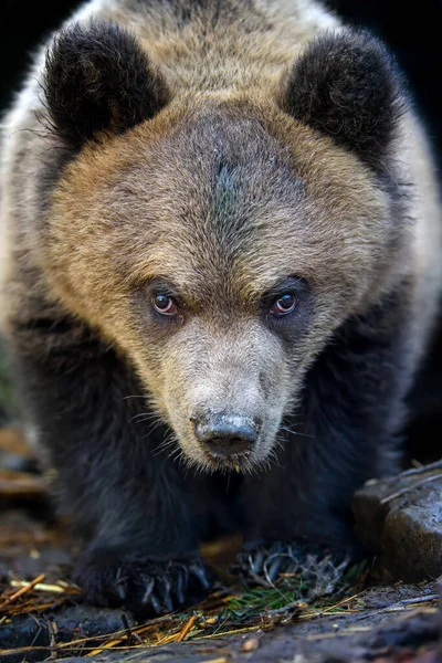 Молодий Коричневий Ведмідь Лісі Дика Тварина Природному Середовищі — стокове фото