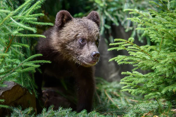 Young Brown Bear Cub Forest Pine Branch Wild Animal Nature — Stock Photo, Image