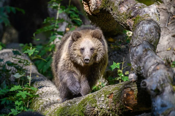Vilda Brunbjörnen Ursus Arctos Träd Skogen Djur Naturlig Miljö Vilt — Stockfoto