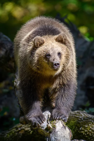 Wild Brown Bear Ursus Arctos Дереві Лісі Тварини Природному Середовищі — стокове фото