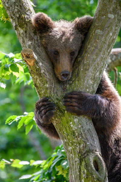 Wild Brown Bear Ursus Arctos Δέντρο Στο Δάσος Ζώο Φυσικό — Φωτογραφία Αρχείου