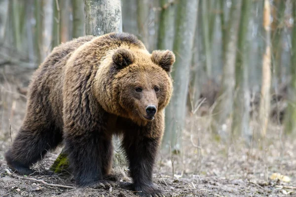 Wild Brown Bear Ursus Arctos Στο Δάσος Ζώο Φυσικό Περιβάλλον — Φωτογραφία Αρχείου