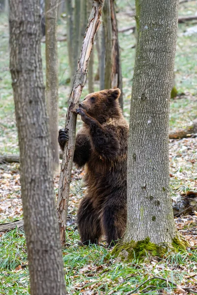 Oso Marrón Salvaje Ursus Arctos Bosque Animal Hábitat Natural Vida — Foto de Stock