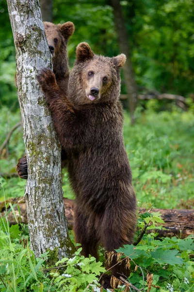 Wild Brown Bear Ursus Arctos Στο Δάσος Ζώο Φυσικό Περιβάλλον — Φωτογραφία Αρχείου