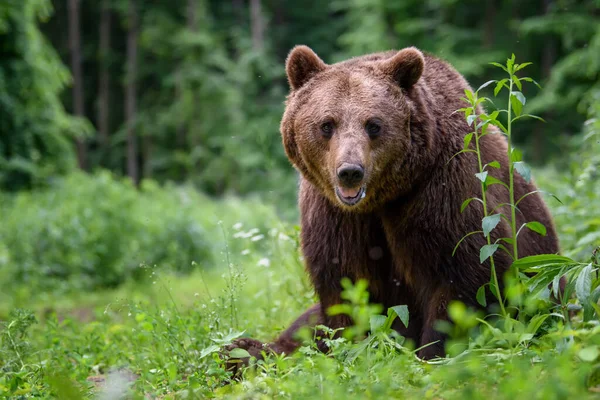 Дикий Бурый Медведь Ursus Arctos Лесу Животное Естественной Среде Обитания — стоковое фото