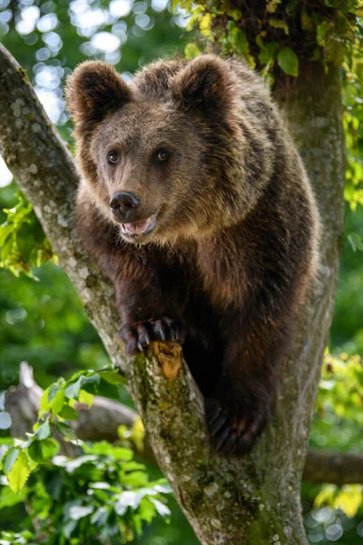 Wild Brown Bear Ursus Arctos Дереве Лесу Животное Естественной Среде — стоковое фото
