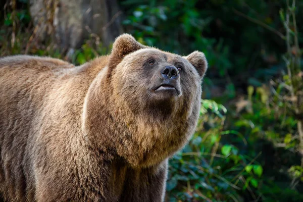 Wild Brown Bear Ursus Arctos Forest Animal Natural Habitat Wildlife — Stock Photo, Image