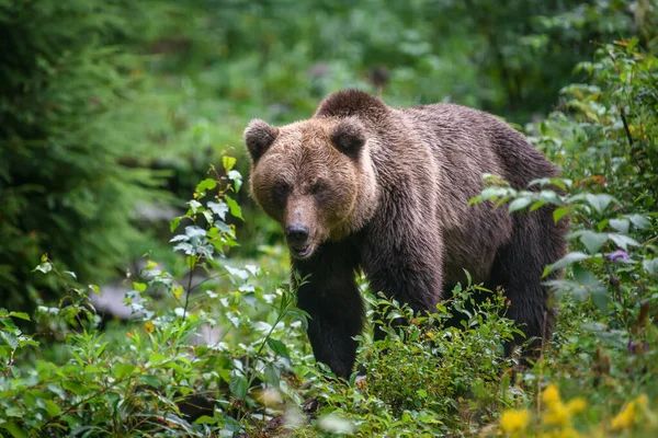 Medvěd Hnědý Ursus Arctos Lese Zvíře Přírodním Prostředí Divoká Příroda — Stock fotografie